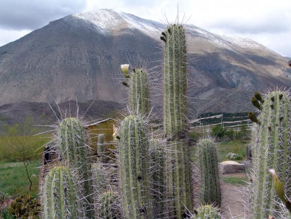 Cactus